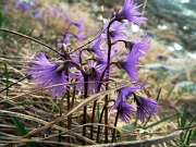 MONTE FIORARO o azzarini (2431 m.) - FOTOGALLERY